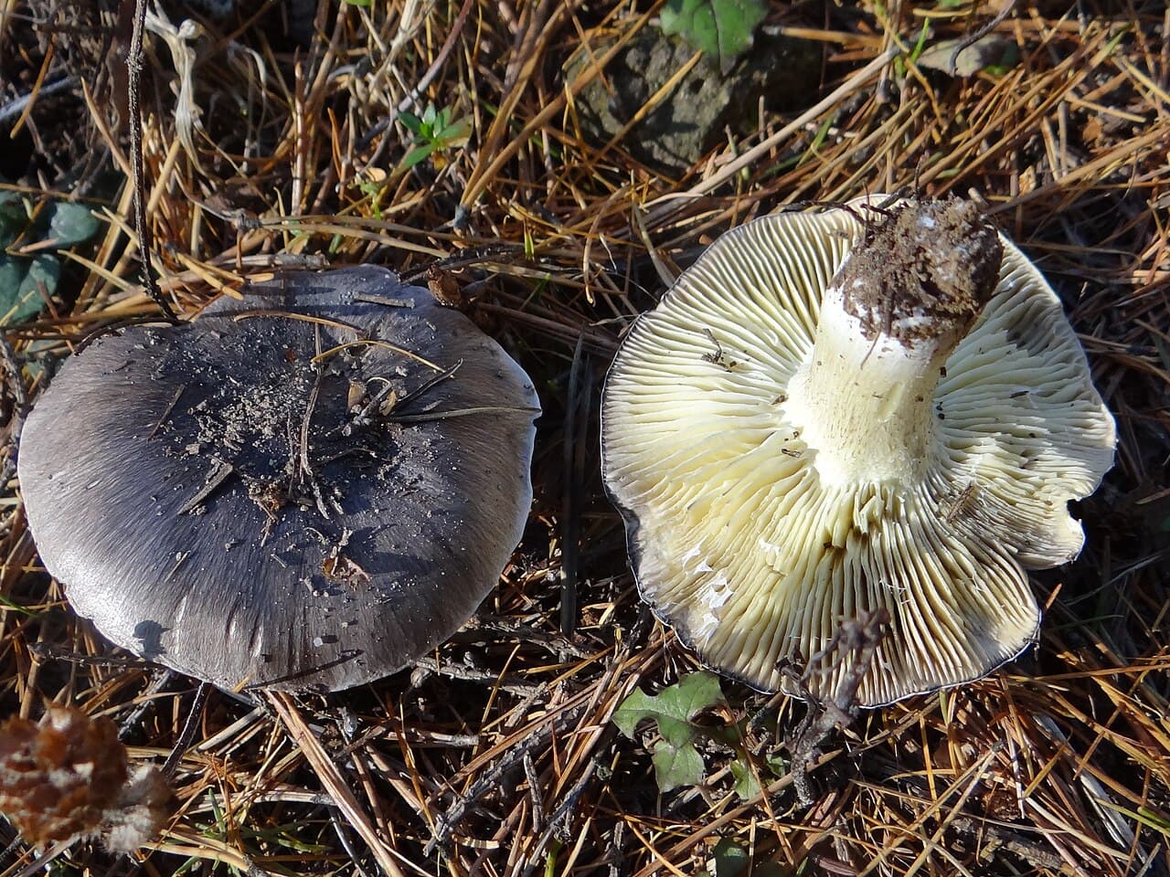 Čirůvka havelka (Tricholoma portentosum), alternativní pohled