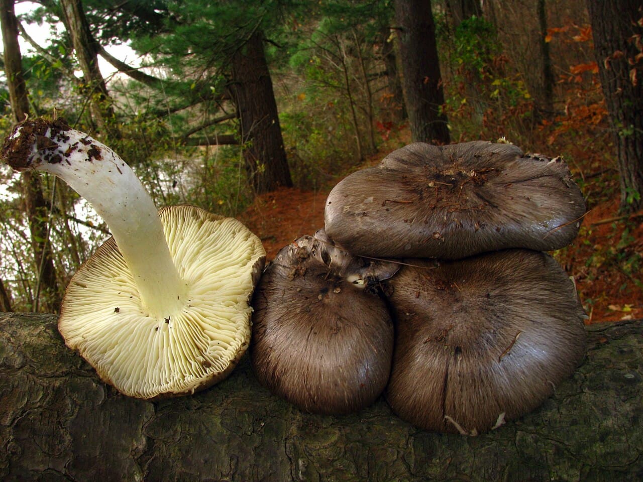 Čirůvka havelka (Tricholoma portentosum)