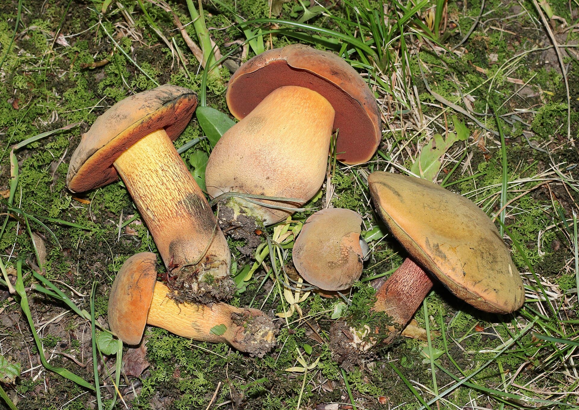 Hřib koloděj, charakteristický detail
