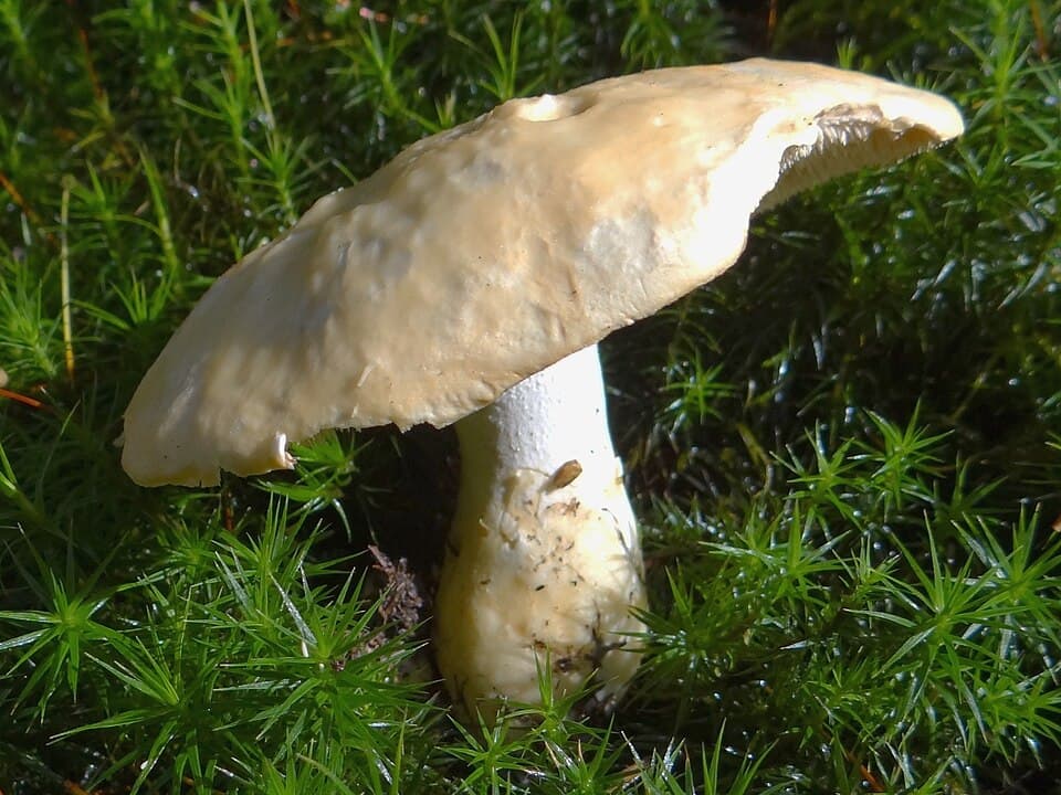 Lišák zprohýbaný, charakteristický detail