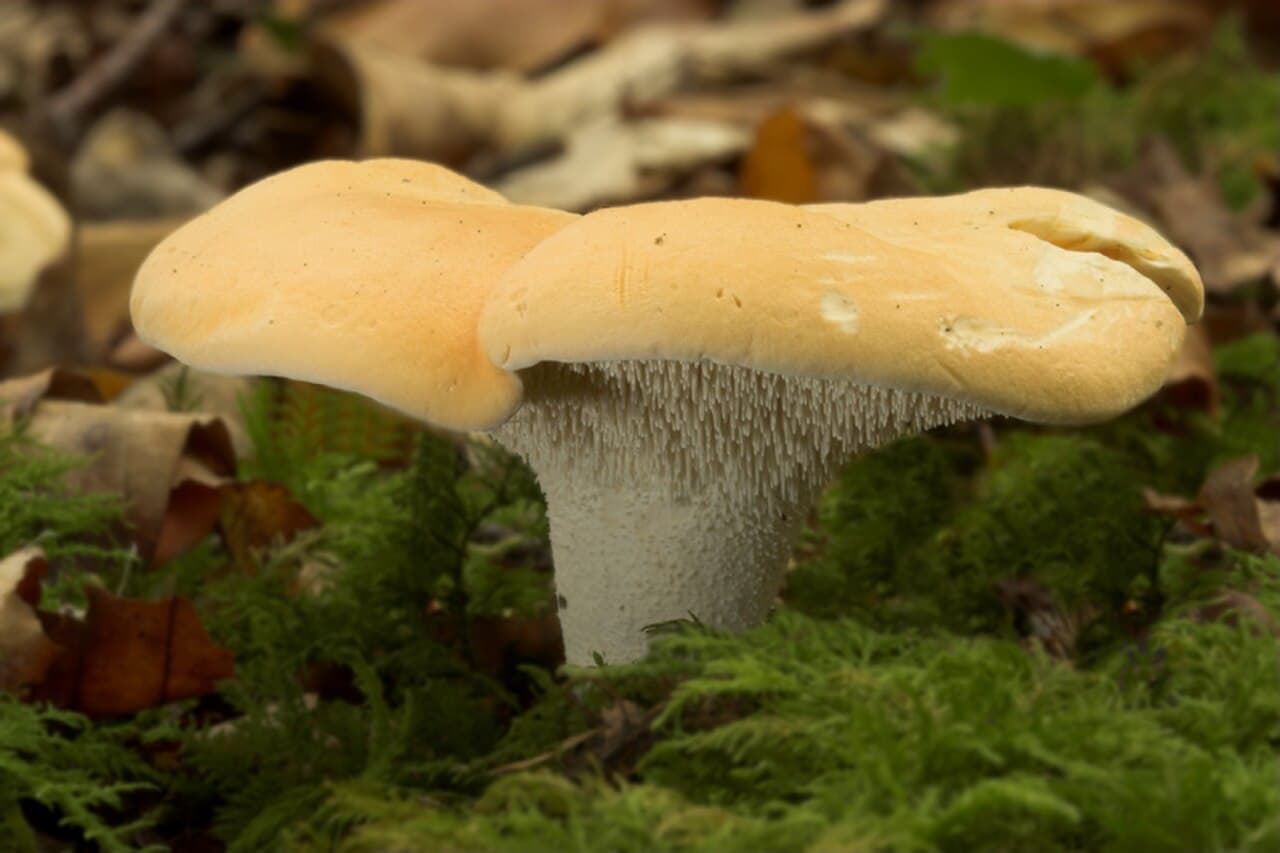 Lišák zprohýbaný (Hydnum repandum)