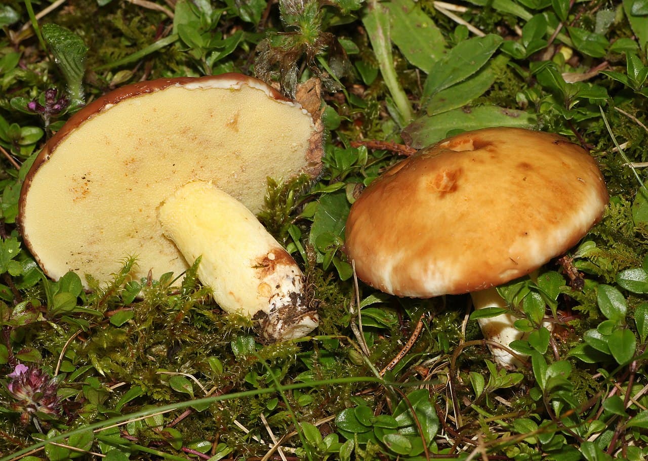 Klouzek zrnitý (Suillus granulatus)