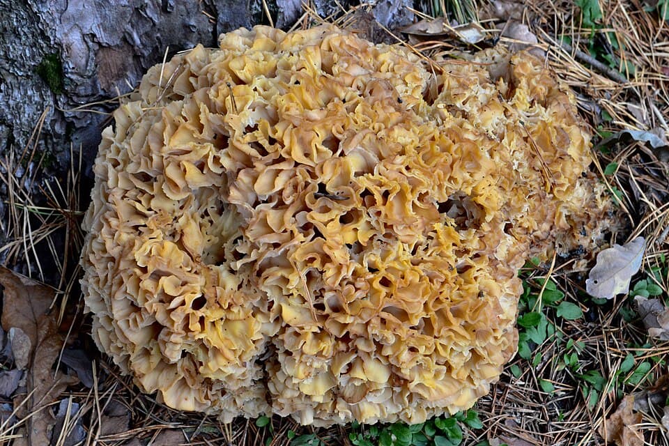 Kotrč kadeřavý (Sparassis crispa), alternativní pohled