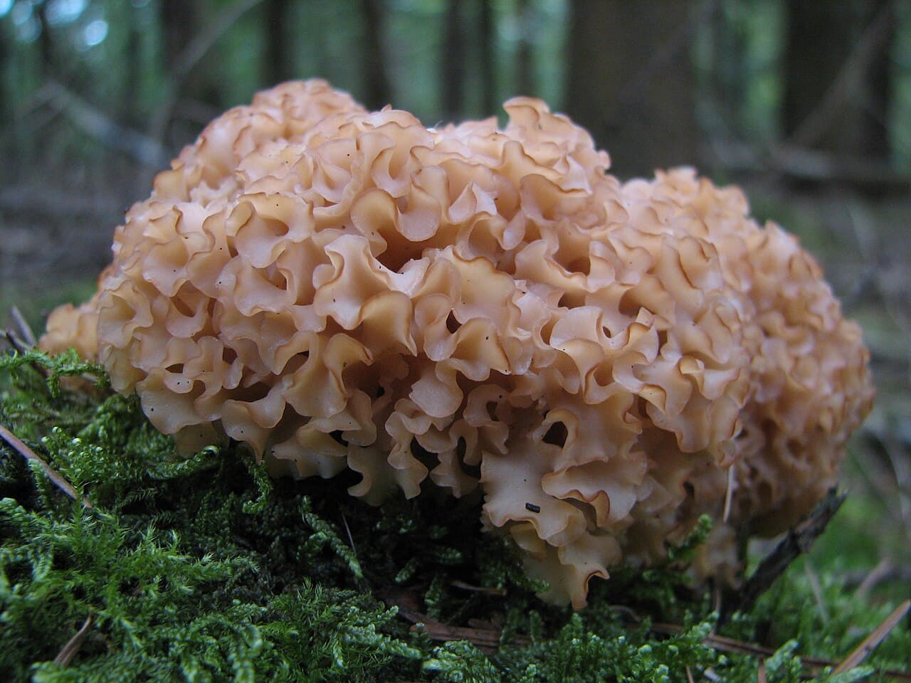 Kotrč kadeřavý (Sparassis crispa)