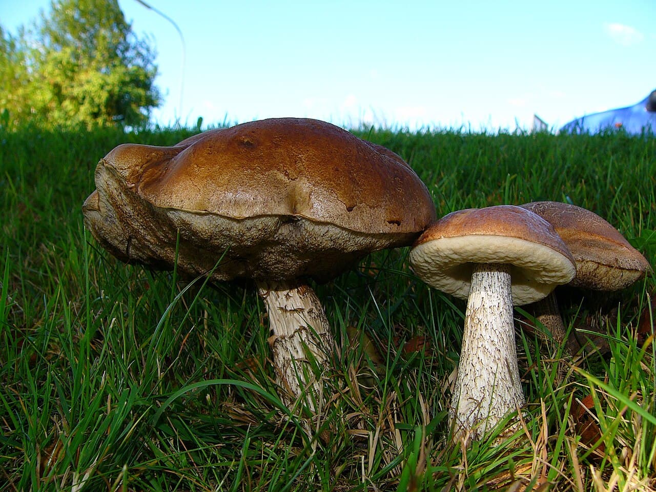 Kozák březový (Leccinum scabrum)