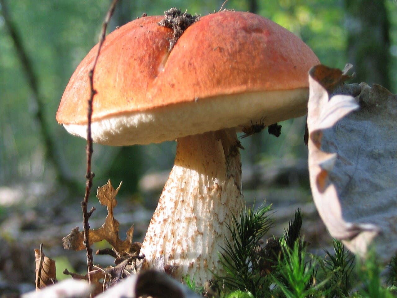 Křemenáč osikový (Leccinum rufum)