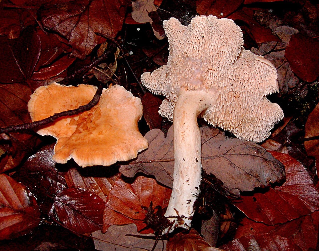 Lišák ryšavý (Hydnum rufescens), alternativní pohled