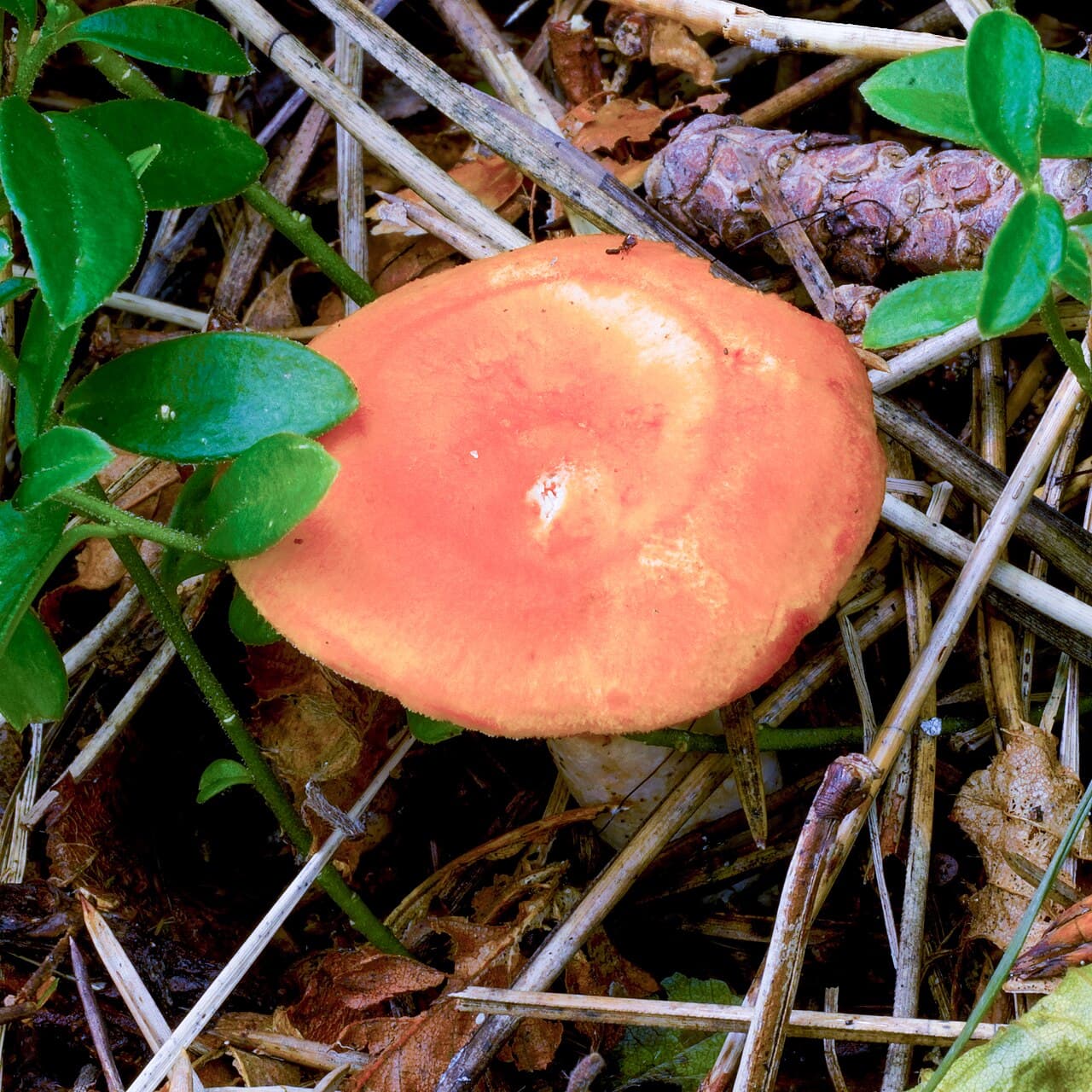 Lišák ryšavý (Hydnum rufescens)