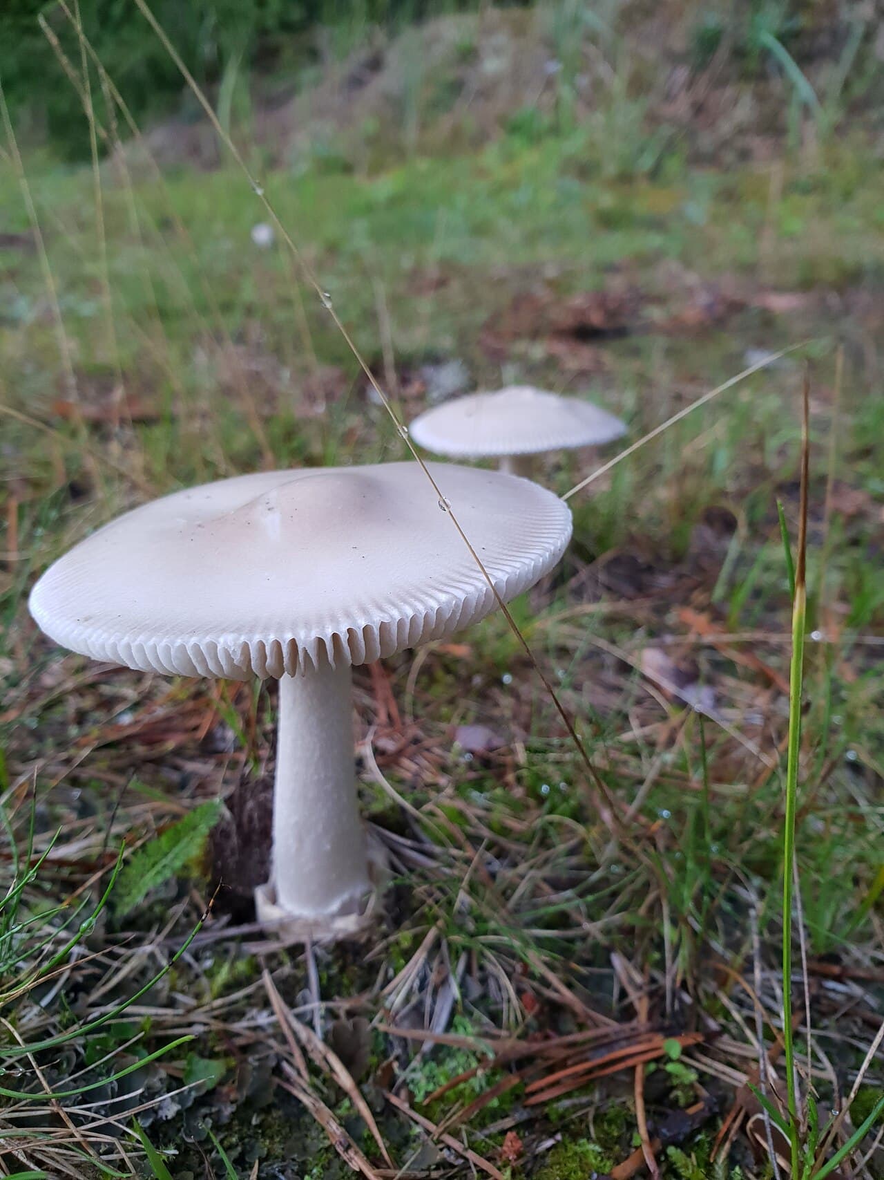 Muchomůrka jarní (Amanita verna)