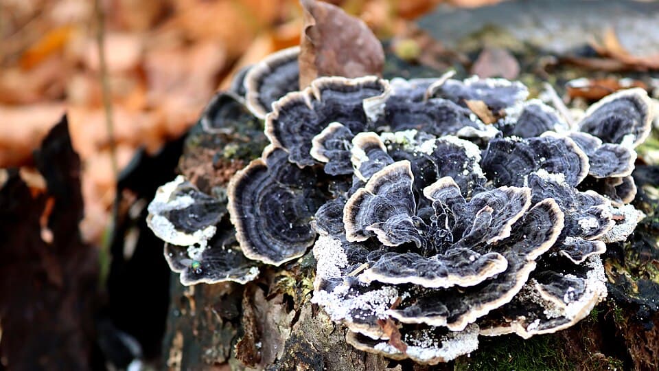 Outkovka pestrá (Trametes versicolor)