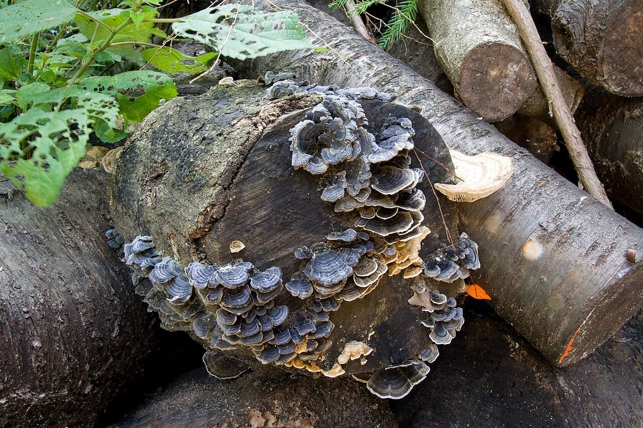 Outkovka pestrá (Trametes versicolor), alternativní pohled