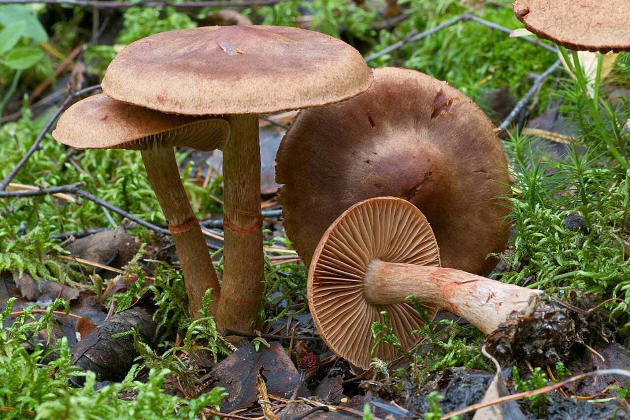 Pavučinec náramkovitý, charakteristický detail
