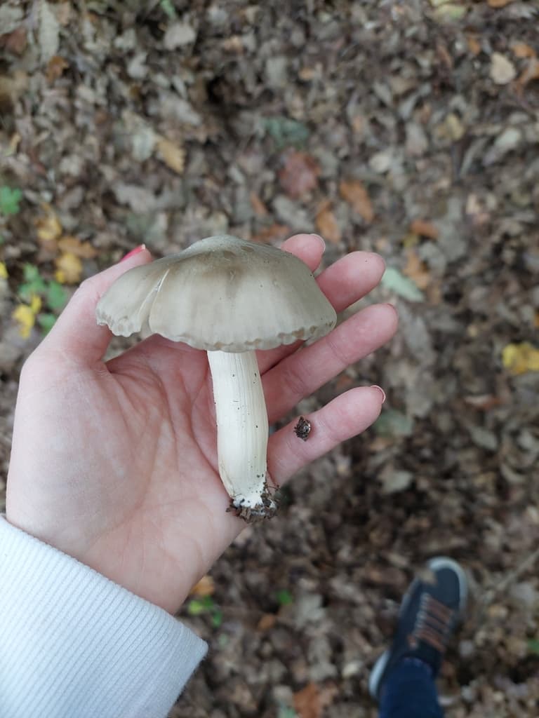 Penízovka širokolupenná (Megacollybia platyphylla)