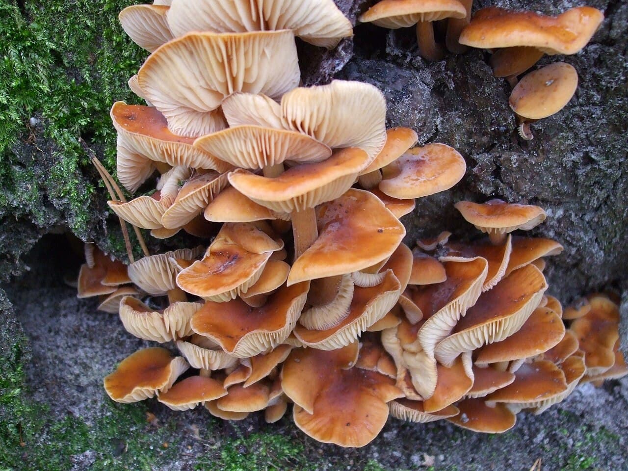 Plamenka zimní (Flammulina filiformis)