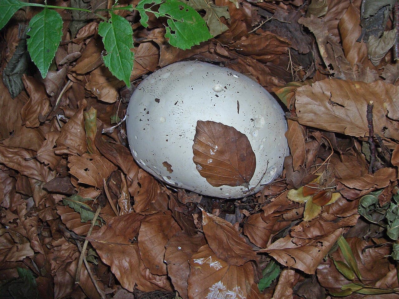 Pýchavka obrovská (Calvatia gigantea), alternativní pohled