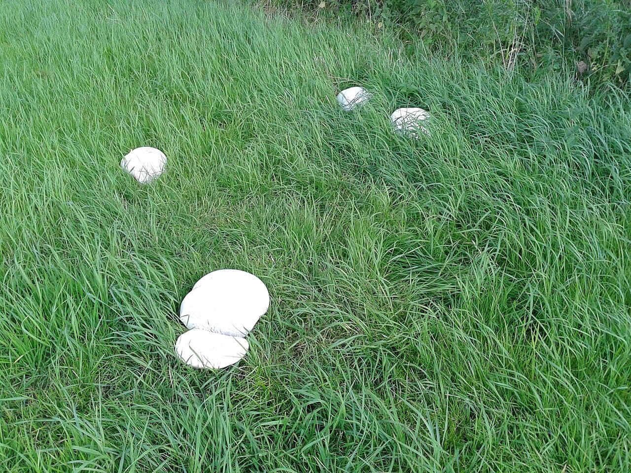 Pýchavka obrovská (Calvatia gigantea)