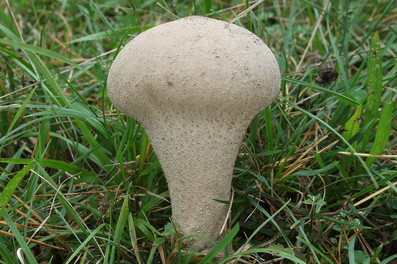 Pýchavka palicovitá (Lycoperdon excipuliforme)
