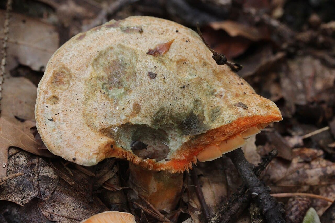 Ryzec smrkový (Lactarius deterrimus), alternativní pohled