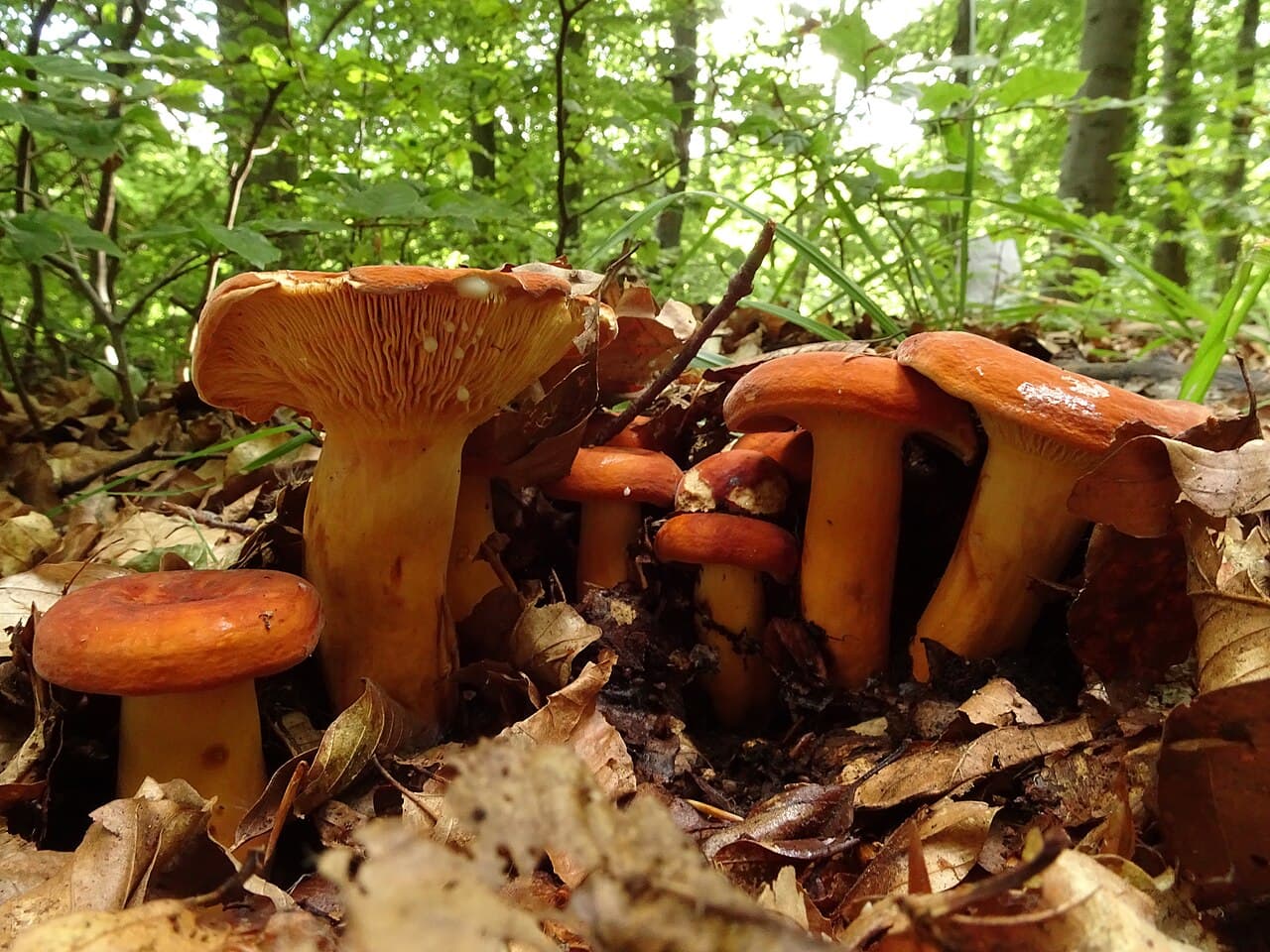 Ryzec smrkový (Lactarius deterrimus)