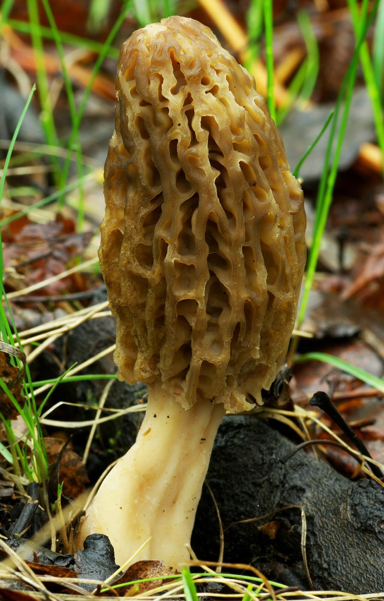 Smrž kuželovitý (Morchella conica), alternativní pohled