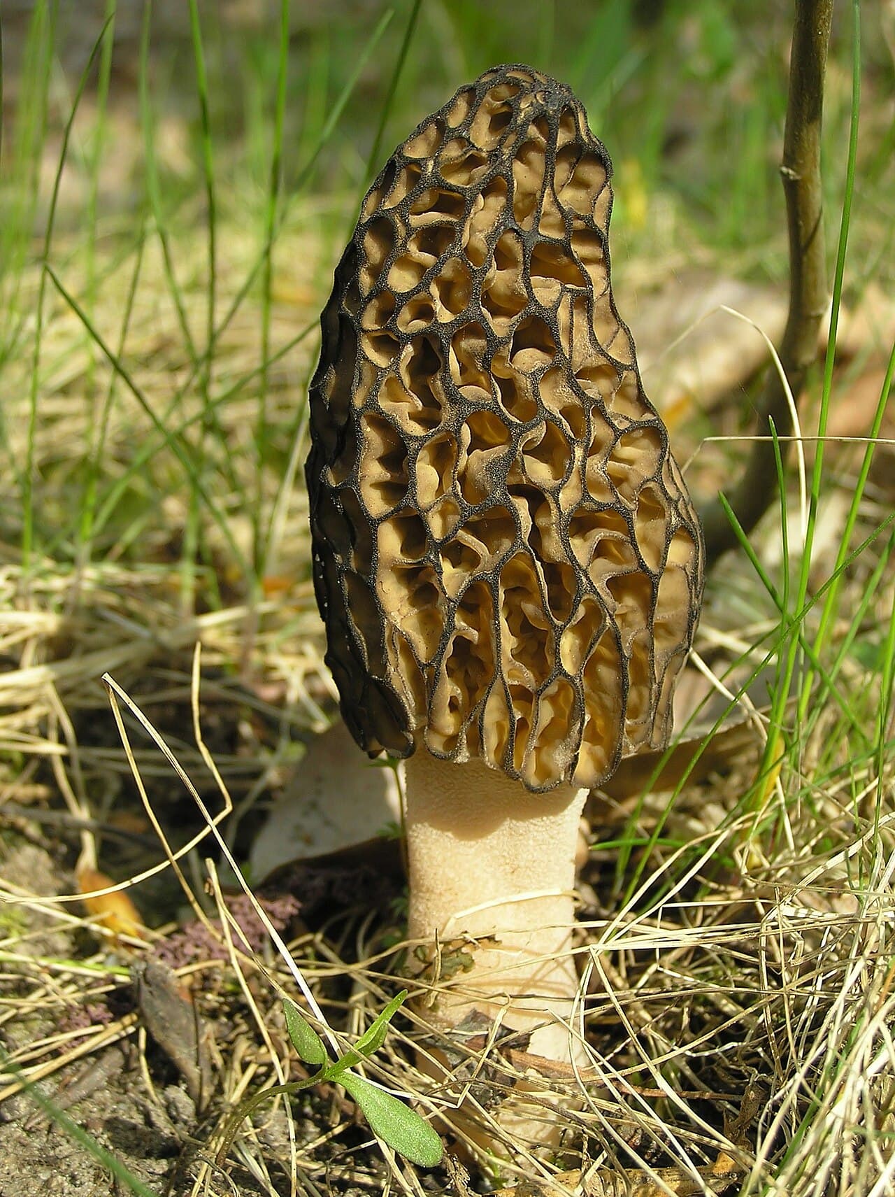 Smrž kuželovitý (Morchella conica)