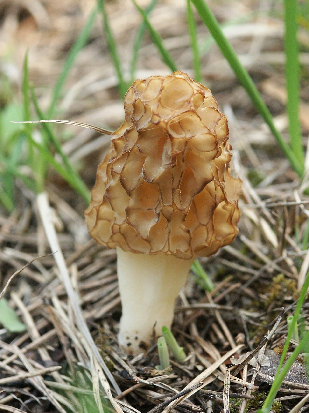 Smrž obecný, charakteristický detail