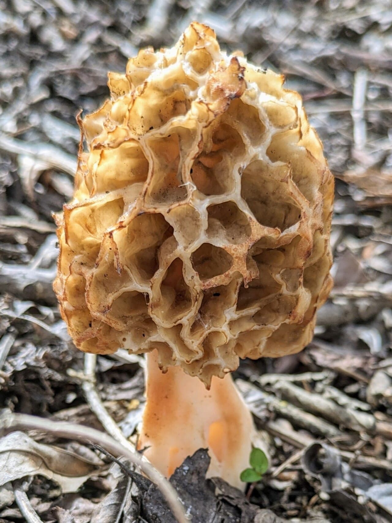 Smrž obecný (Morchella esculenta)