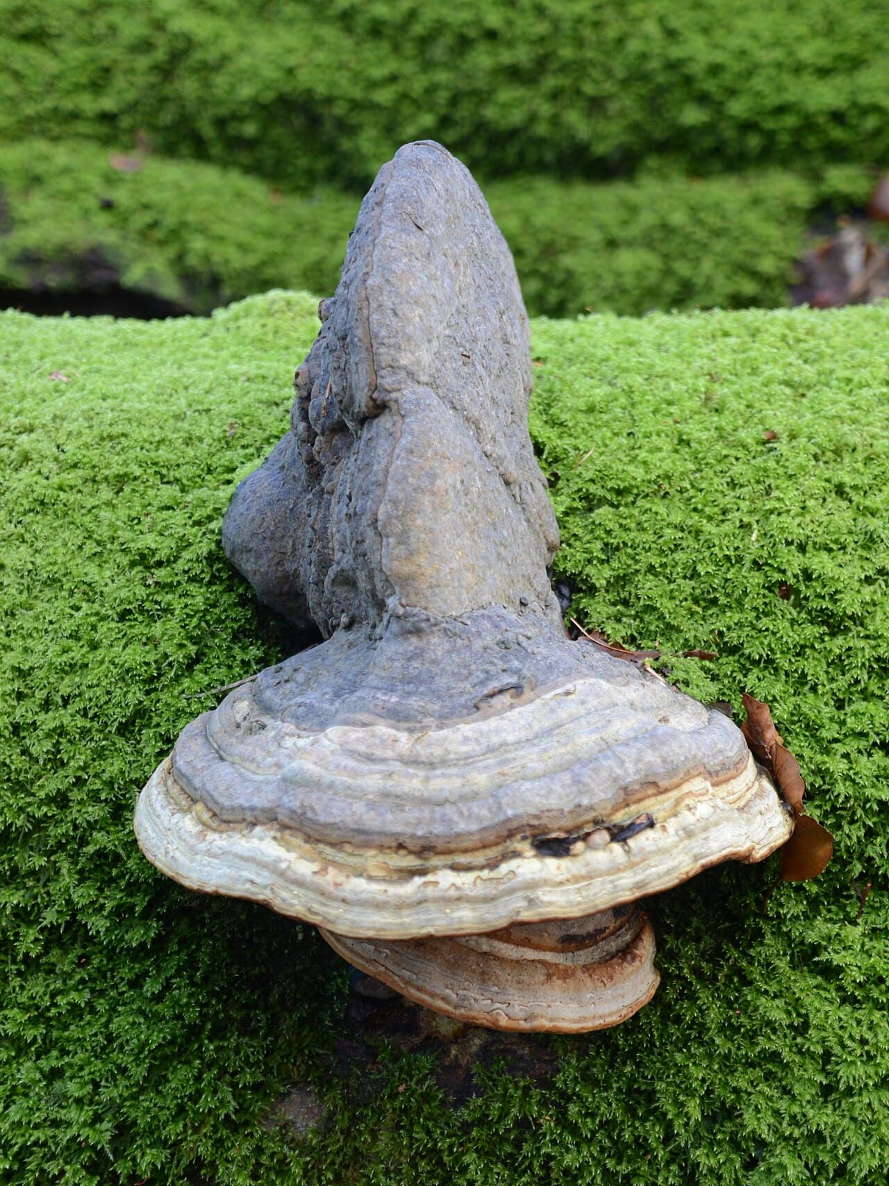 Troudnatec kopytovitý — charakteristický detail
