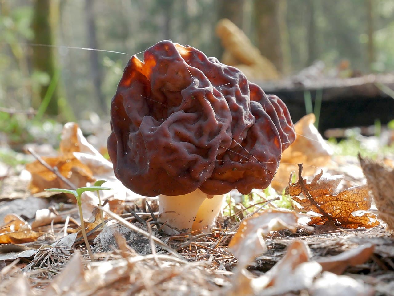 Ucháč obecný (Gyromitra esculenta)