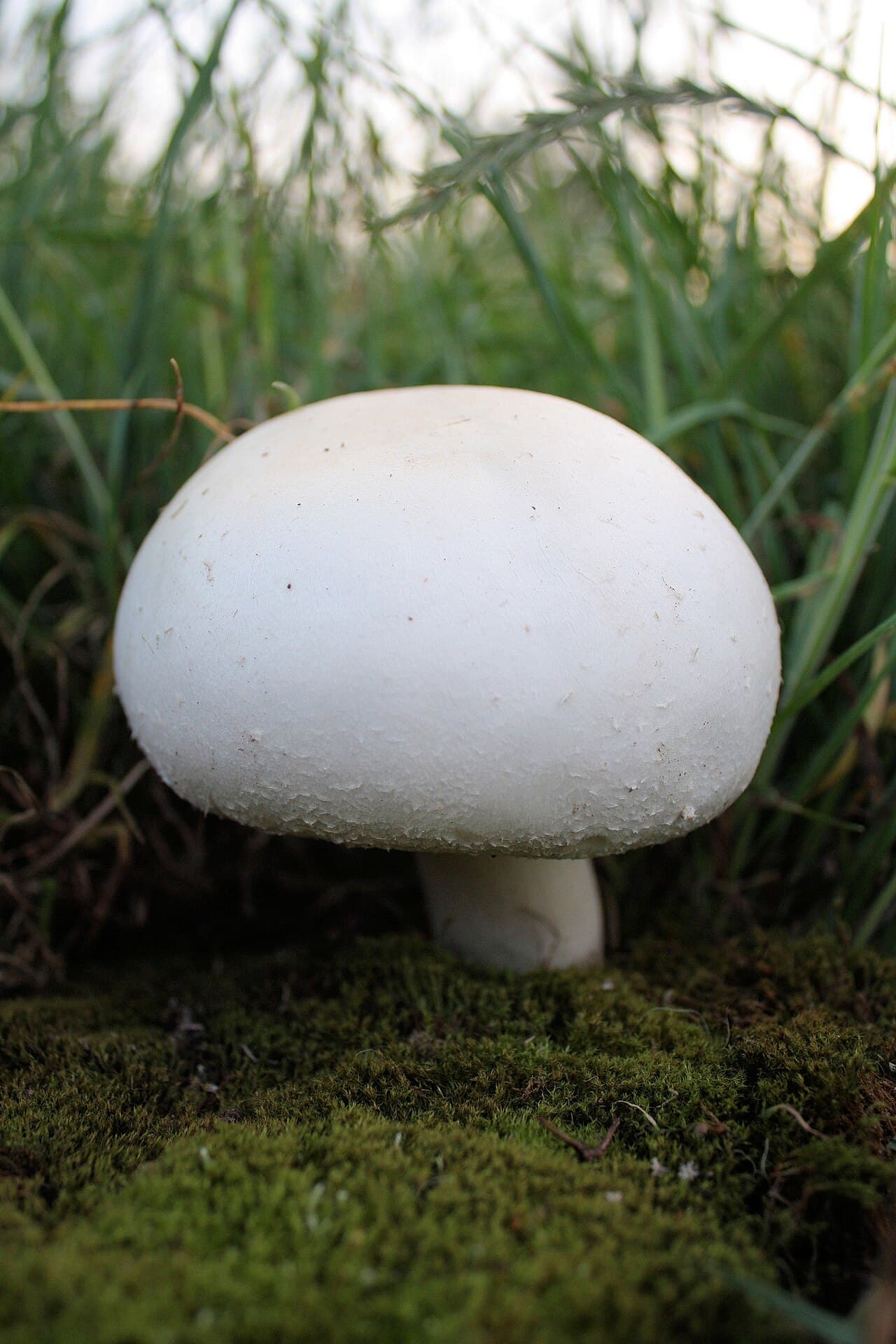 Žampion perličkový (Agaricus arvensis)