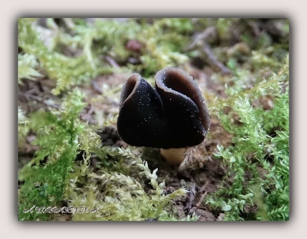 Krásnoroženka kalíšková (Helvella leucopus)