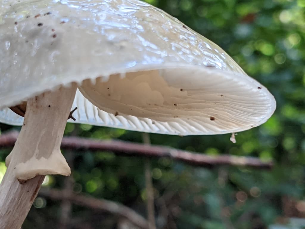 Slizečka porcelánová — charakteristický detail