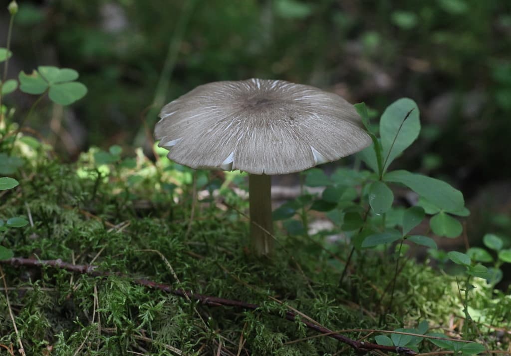 Penízovka širokolupenná — charakteristický detail