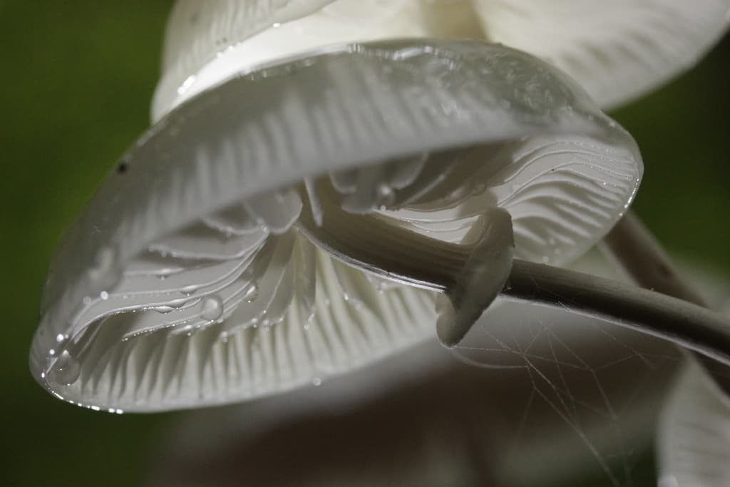 Slizečka porcelánová (Mucidula mucida)