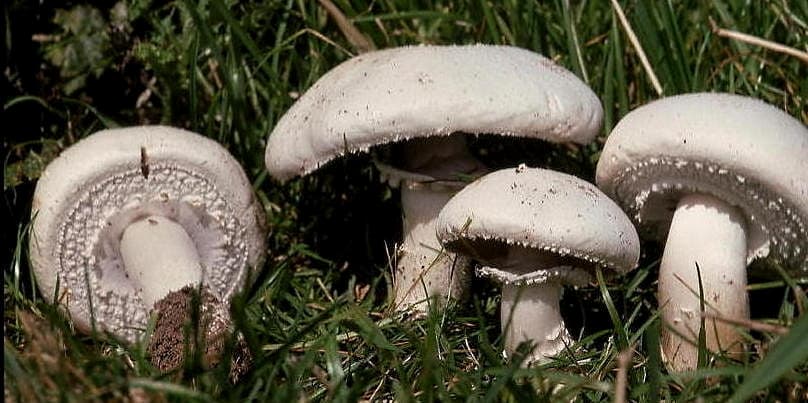 Žampion perličkový — charakteristický detail