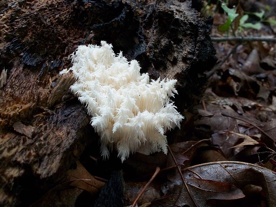 Korálovec bukový (Hericium coralloides) — alternativní pohled