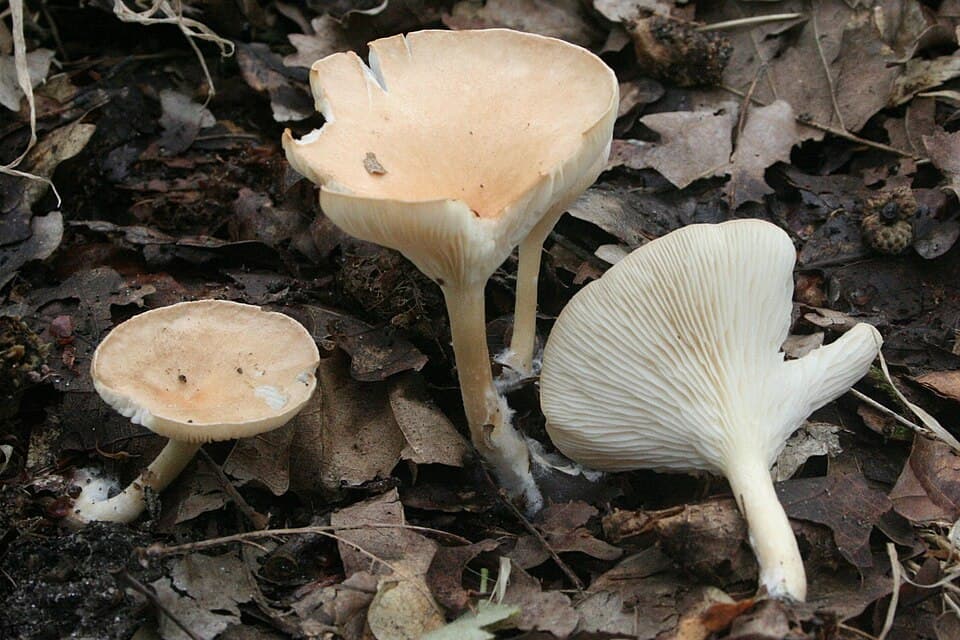 Strmělka nálevkovitá (Infundibulicybe gibba)