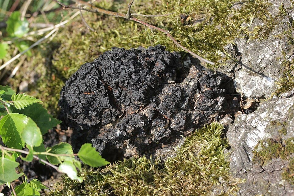 Šikmoporka březová (Inonotus obliquus) — alternativní pohled