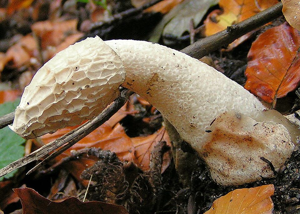 Hadovka smrdutá (Phallus impudicus) — alternativní pohled