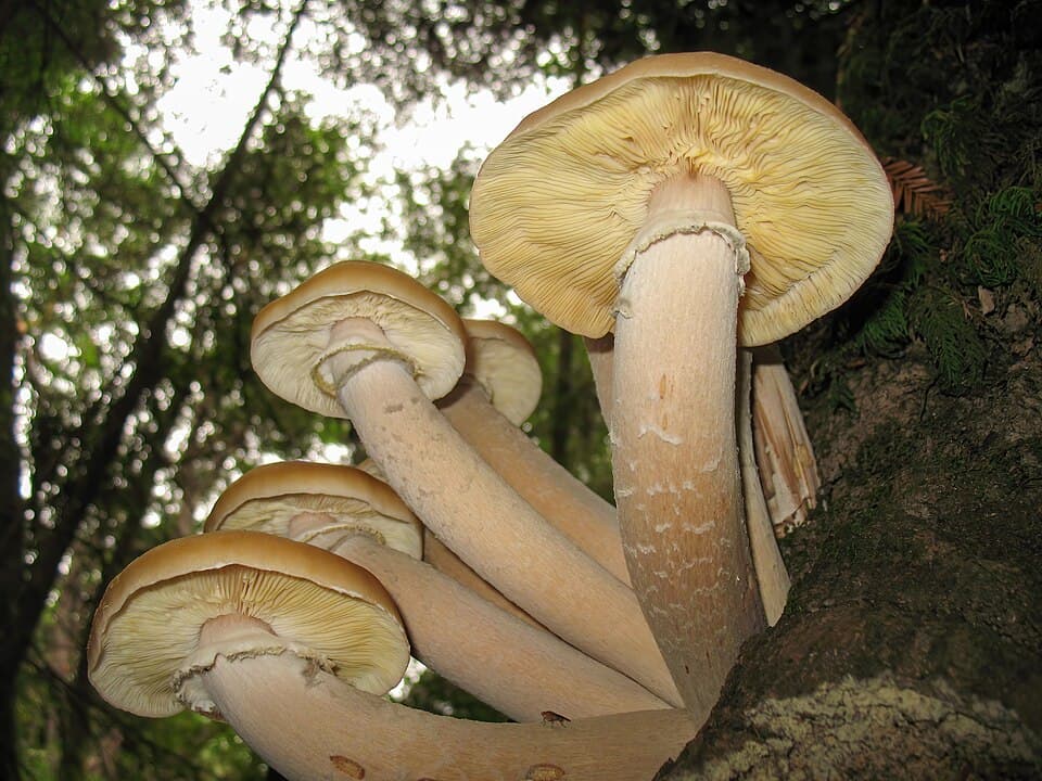 Václavka smrková (Armillaria ostoyae) — alternativní pohled