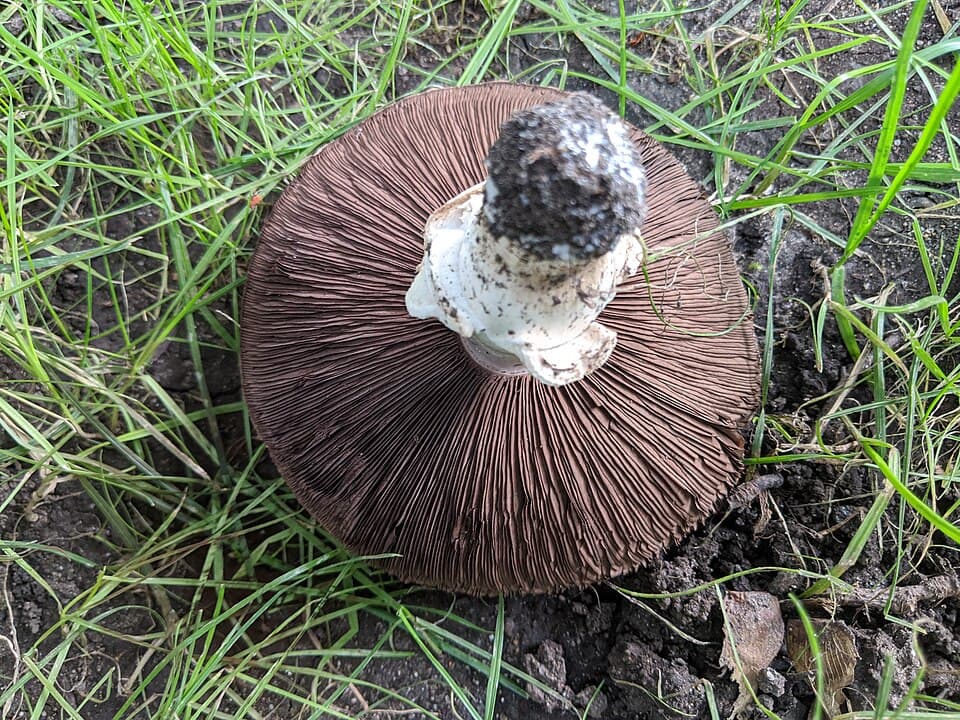 Žampion polní (Agaricus campestris) — alternativní pohled
