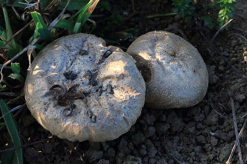 Pýchavka palicovitá (Lycoperdon excipuliforme) — alternativní pohled