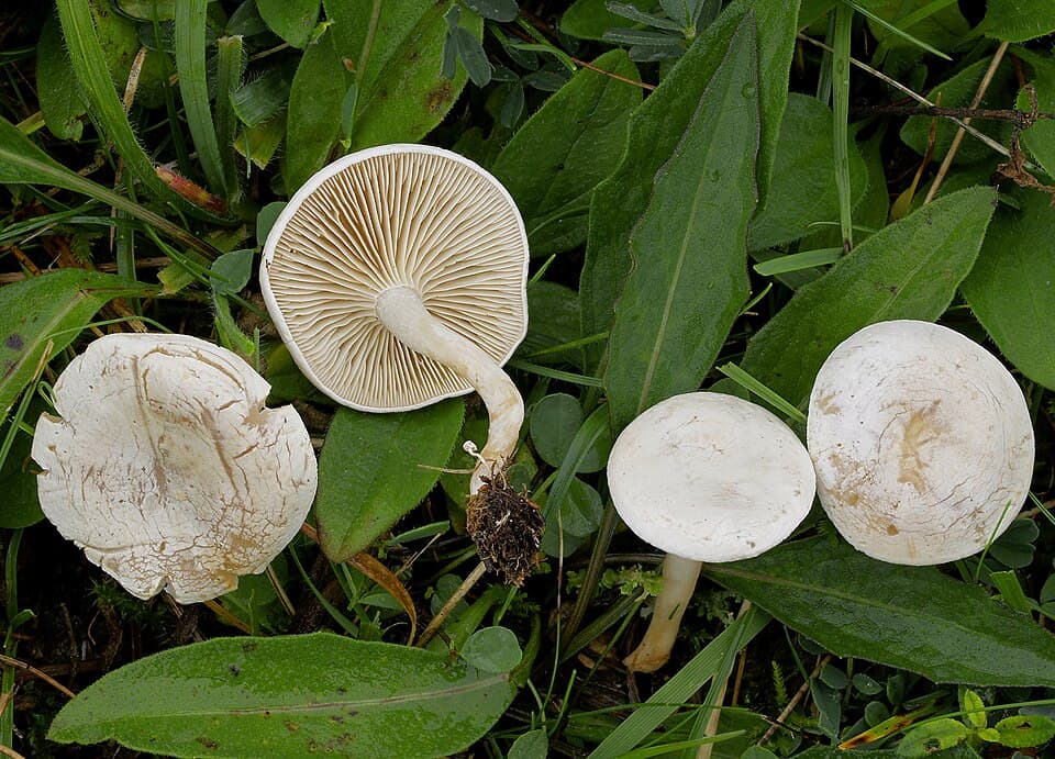 Strmělka odbarvená (Clitocybe rivulosa)