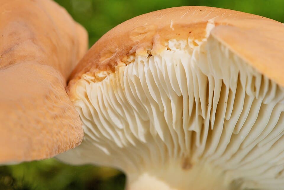 Ryzec syrovinka (Lactarius volemus) — alternativní pohled
