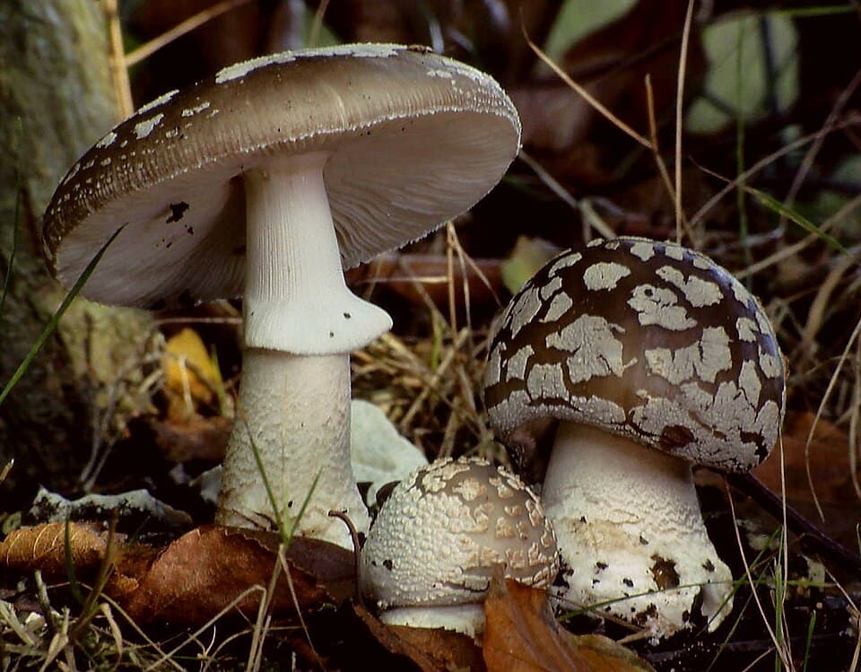 Muchomůrka šedivka (Amanita excelsa)
