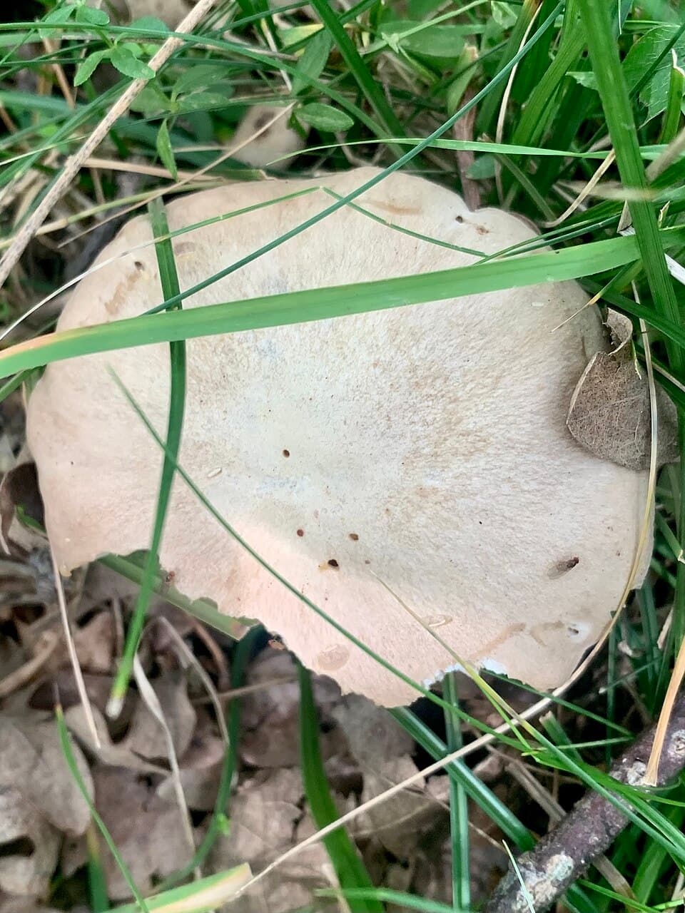 Závojenka olovová (Entoloma sinuatum)
