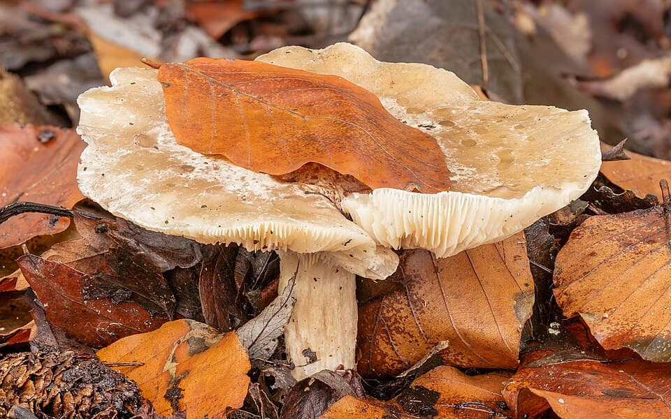 Strmělka mlženka (Clitocybe nebularis) — alternativní pohled