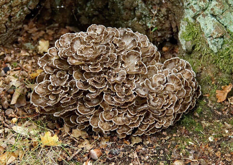 Trsnatec lupenitý (Grifola frondosa)