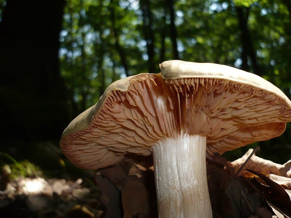 Závojenka olovová (Entoloma sinuatum) — alternativní pohled