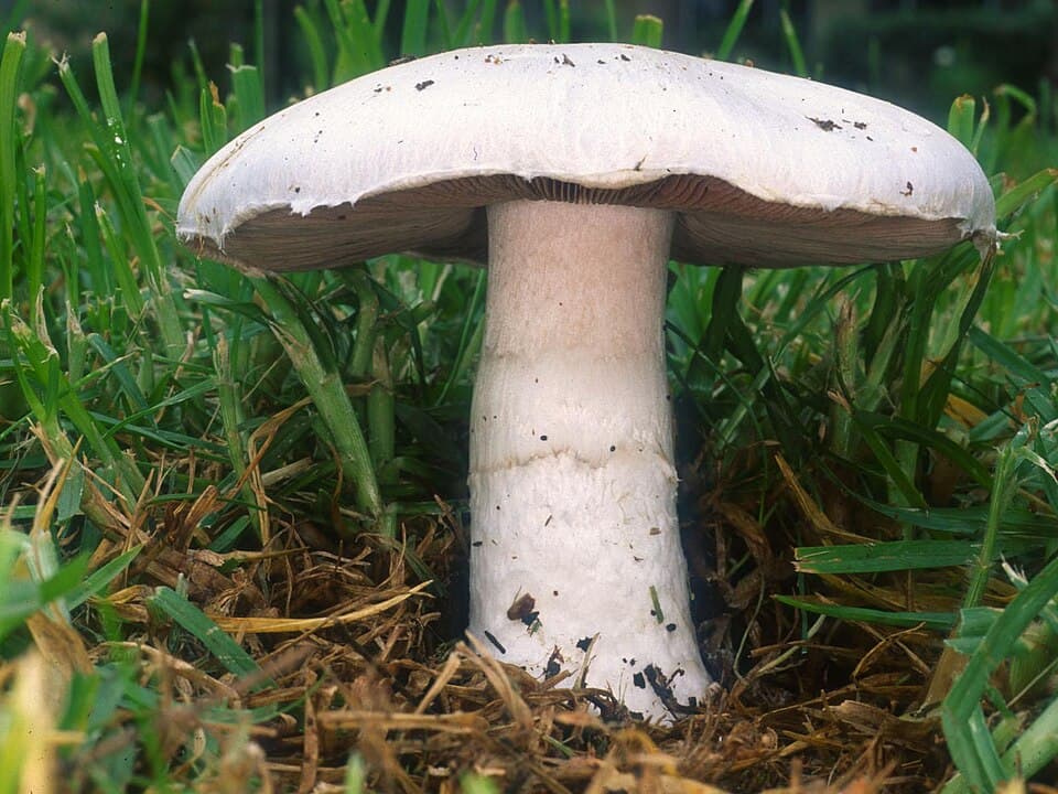 Žampion polní (Agaricus campestris)